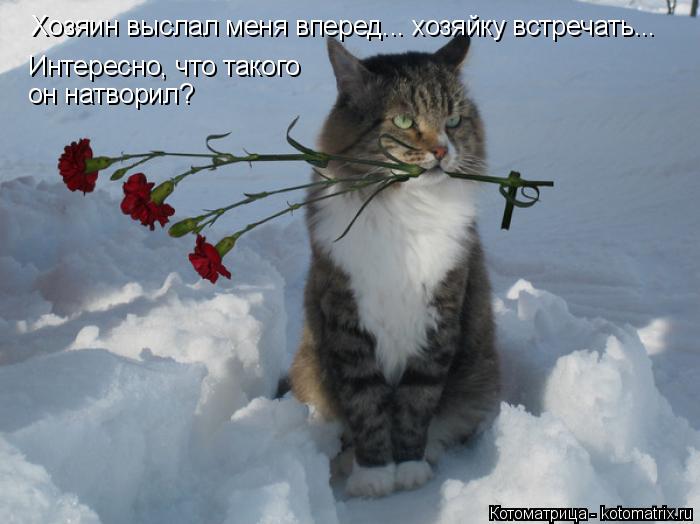 Хозяин выслал меня вперед... хозяйку встречать... Интересно, что такого он натворил?... Котоматрица: Хозяин выслал меня вперед... хозяйку встречать... Интересно, что такого он натворил?
