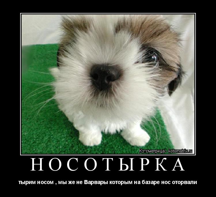 Котоматрица: НОСОТЫРКА тырим носом , мы же не Варвары которым на базаре нос оторвали