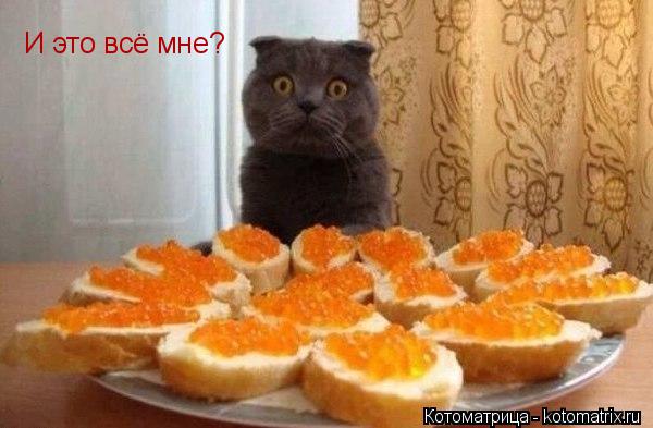 И это всё мне?... Котоматрица: И это всё мне?
