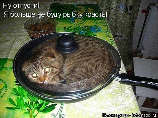 Ну отпусти! Я больше не буду рыбку красть!... Котоматрица: Ну отпусти! Я больше не буду рыбку красть!