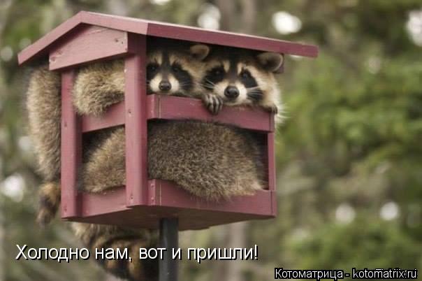 Холодно нам, вот и пришли!... Котоматрица: Холодно нам, вот и пришли!