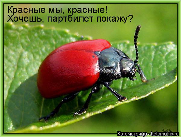 Красные мы, красные! Хочешь, партбилет покажу?... Котоматрица: Красные мы, красные! Хочешь, партбилет покажу?
