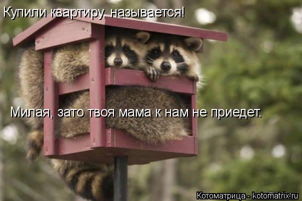 Купили квартиру, называется! Милая, зато твоя мама к нам не приедет.... Котоматрица: Купили квартиру, называется! Милая, зато твоя мама к нам не приедет.