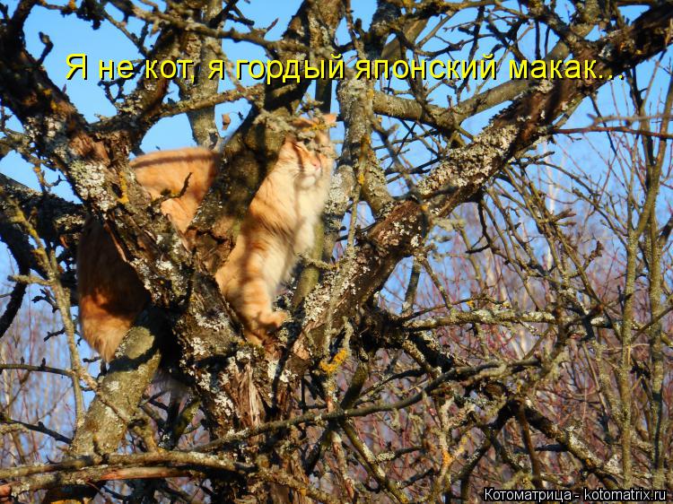Я не кот, я гордый японский макак...... Котоматрица: Я не кот, я гордый японский макак...