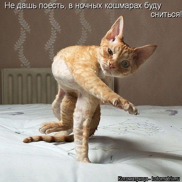 Не дашь поесть, в ночных кошмарах буду сниться!... Котоматрица: Не дашь поесть, в ночных кошмарах буду сниться!