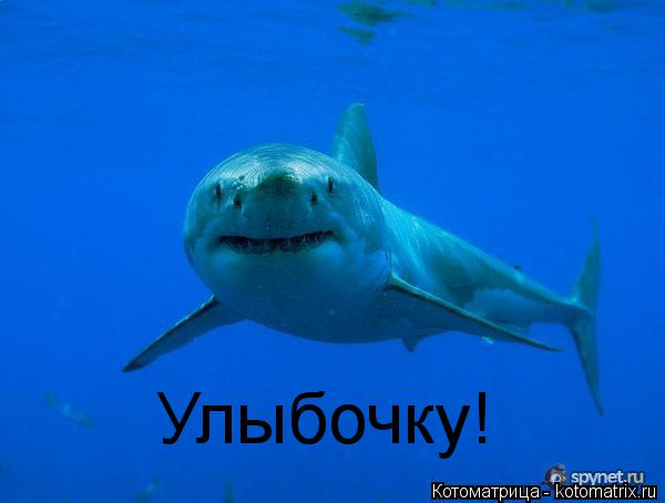 Улыбочку!... Котоматрица: Улыбочку!