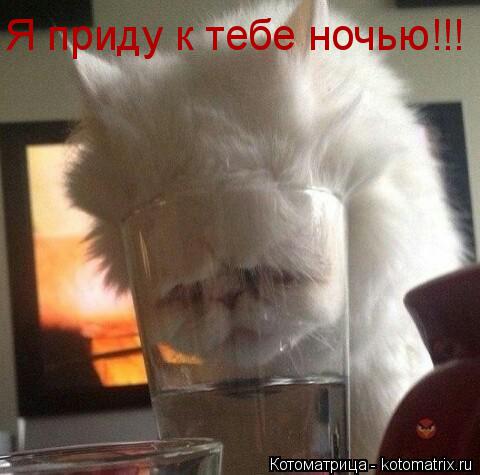Я приду к тебе ночью!!!... Котоматрица: Я приду к тебе ночью!!!