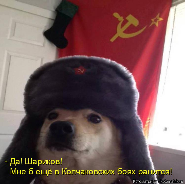 - Да! Шариков! Мне б ещё в Колчаковских боях ранится!... Котоматрица: - Да! Шариков! Мне б ещё в Колчаковских боях ранится!