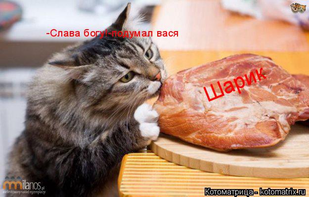 Шарик -Слава богу!-подумал вася... Котоматрица: Шарик -Слава богу!-подумал вася