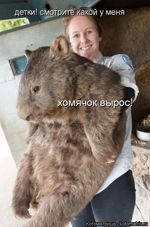 детки! смотрите какой у меня хомячок вырос!... Котоматрица: детки! смотрите какой у меня хомячок вырос!