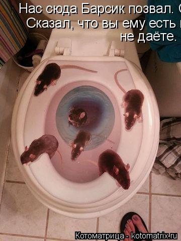 Нас сюда Барсик позвал. Сказал, Сказал, что вы ему есть не даёте. не даёте.... Котоматрица: Нас сюда Барсик позвал. Сказал, Сказал, что вы ему есть не даёте. не даёте.