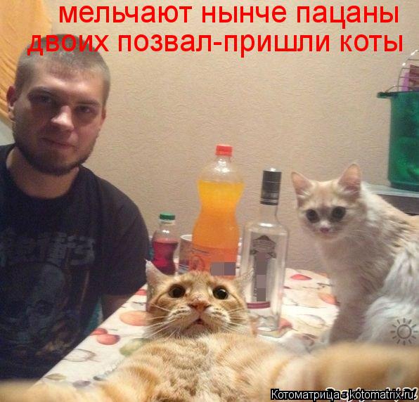 мельчают нынче пацаны двоих позвал-пришли коты... Котоматрица: мельчают нынче пацаны двоих позвал-пришли коты