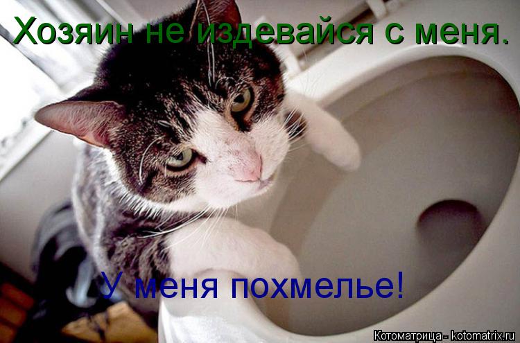 Хозяин не издевайся с меня. У меня похмелье!... Котоматрица: Хозяин не издевайся с меня. У меня похмелье!