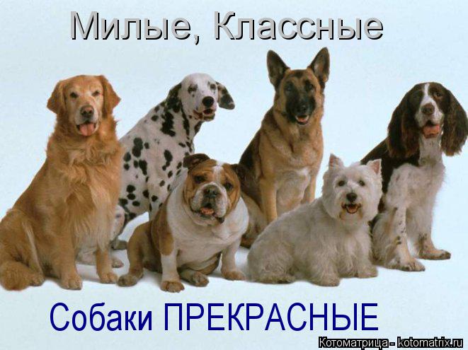 Милые, Классные Собаки ПРЕКРАСНЫЕ... Котоматрица: Милые, Классные Собаки ПРЕКРАСНЫЕ