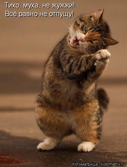 Тихо, муха, не жужжи! Всё равно не отпущу!... Котоматрица: Тихо, муха, не жужжи! Всё равно не отпущу!