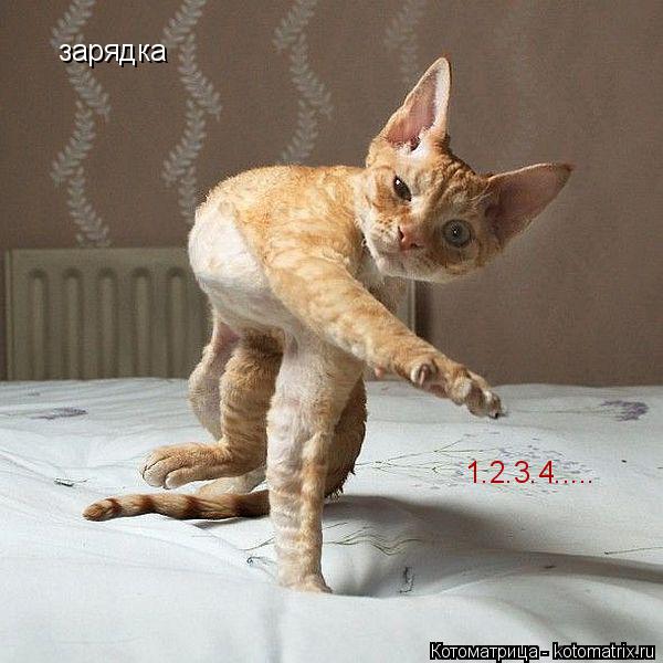 зарядка 1.2.3.4........ Котоматрица: зарядка 1.2.3.4.....