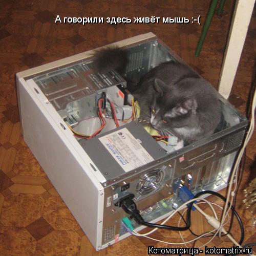 А говорили здесь живёт мышь :-(... Котоматрица: А говорили здесь живёт мышь :-(