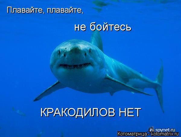 Плавайте, плавайте, не бойтесь КРАКОДИЛОВ НЕТ Плавайте, плавайте,... Котоматрица: Плавайте, плавайте, не бойтесь КРАКОДИЛОВ НЕТ Плавайте, плавайте,