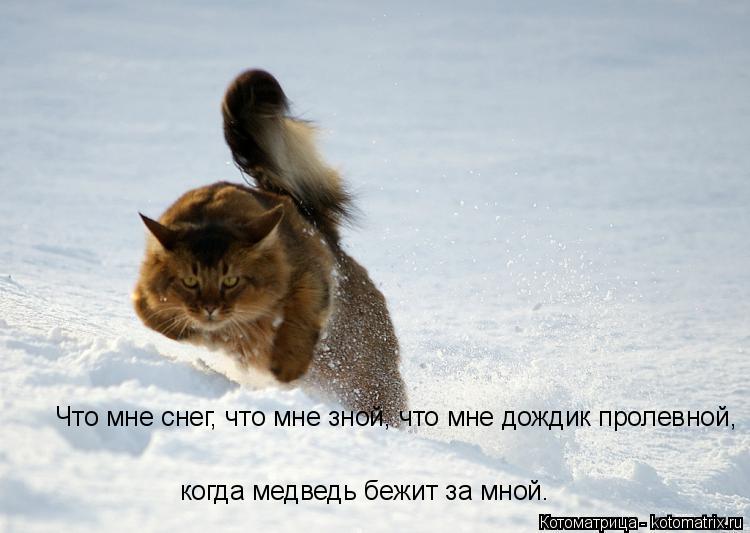 когда медведь бежит за мной. Что мне снег, что мне зной, что мне дождик пролевной,... Котоматрица: когда медведь бежит за мной. Что мне снег, что мне зной, что мне дождик пролевной,