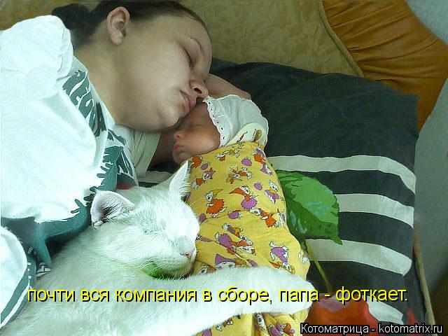 почти вся компания в сборе, папа - фоткает.... Котоматрица: почти вся компания в сборе, папа - фоткает.