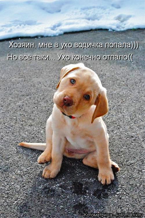Хозяин, мне в ухо водичка попала))) Но всё таки... Ухо конечно отпало((... Котоматрица: Хозяин, мне в ухо водичка попала))) Но всё таки... Ухо конечно отпало((