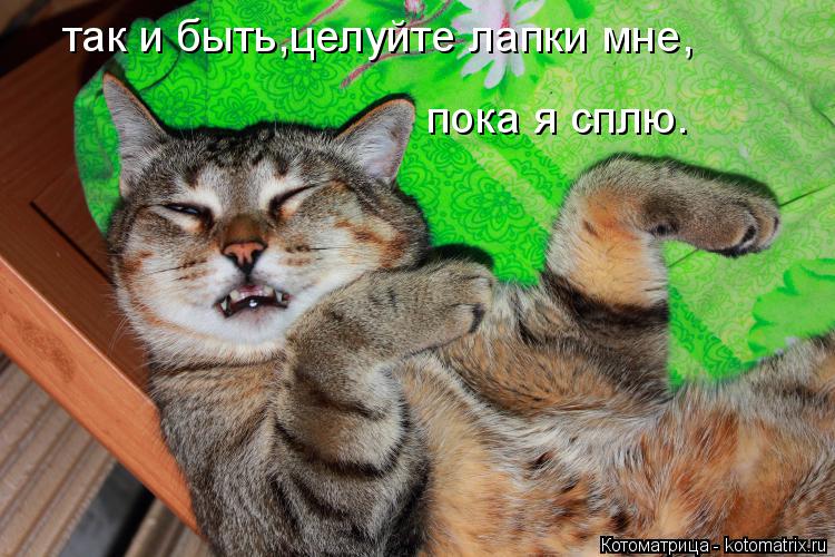 так и быть,целуйте лапки мне, пока я сплю.... Котоматрица: так и быть,целуйте лапки мне, пока я сплю.