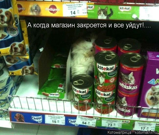 А когда магазин закроется и все уйдут!....... Котоматрица: А когда магазин закроется и все уйдут!....
