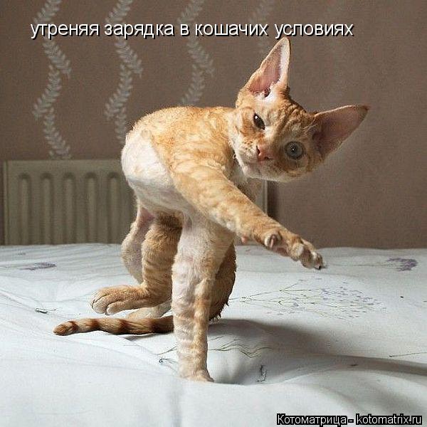 утреняя зарядка в кошачих условиях утреняя зарядка в кошачих условиях... Котоматрица: утреняя зарядка в кошачих условиях утреняя зарядка в кошачих условиях