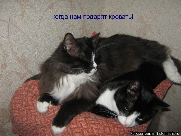 когда нам подарят кровать!... Котоматрица: когда нам подарят кровать!
