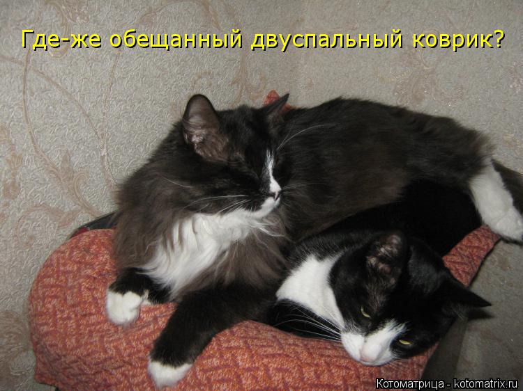 Где-же обещанный двуспальный коврик?... Котоматрица: Где-же обещанный двуспальный коврик?