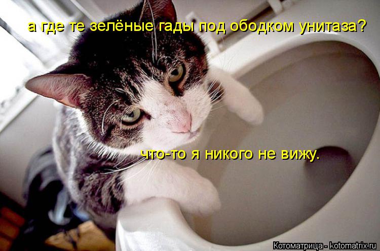 а где те зелёные гады под ободком унитаза? что-то я никого не вижу.... Котоматрица: а где те зелёные гады под ободком унитаза? что-то я никого не вижу.