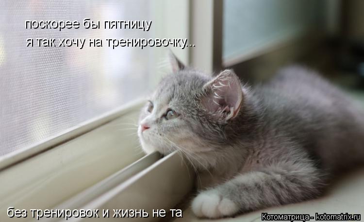 Котоматрица: поскорее бы пятницу поскорее бы пятницу я так хочу на тренировочку... без тренировок и жизнь не та