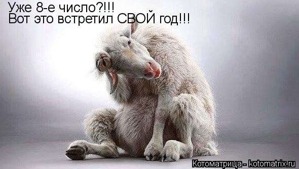 Уже 8-е число?!!! Вот это встретил СВОЙ год!!!... Котоматрица: Уже 8-е число?!!! Вот это встретил СВОЙ год!!!