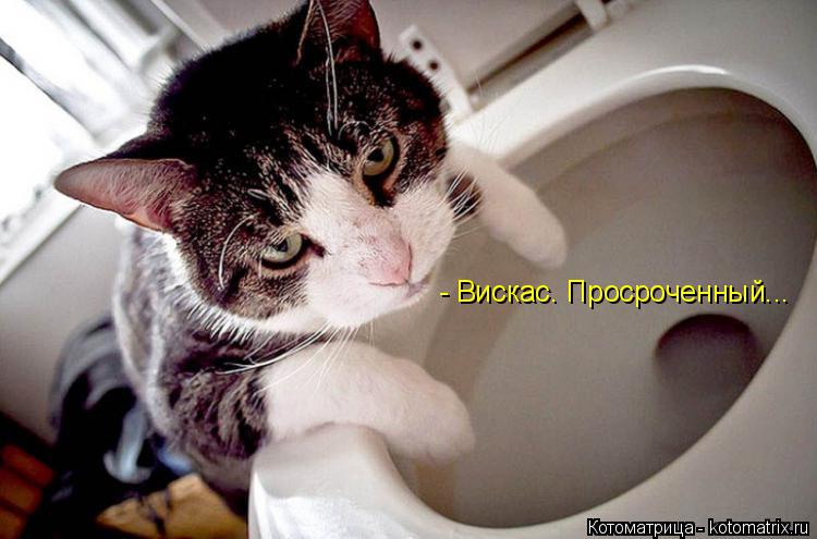 - Вискас. Просроченный...... Котоматрица: - Вискас. Просроченный...