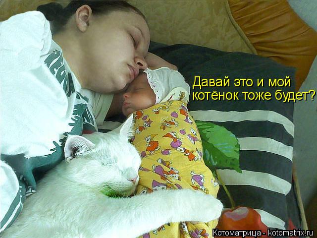 Давай это и мой котёнок тоже будет?... Котоматрица: Давай это и мой котёнок тоже будет?