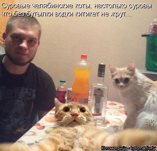 Суровые челябинские коты, настолько суровы что без бутылки водки китикет не жрут....... Котоматрица: Суровые челябинские коты, настолько суровы что без бутылки водки китикет не жрут....