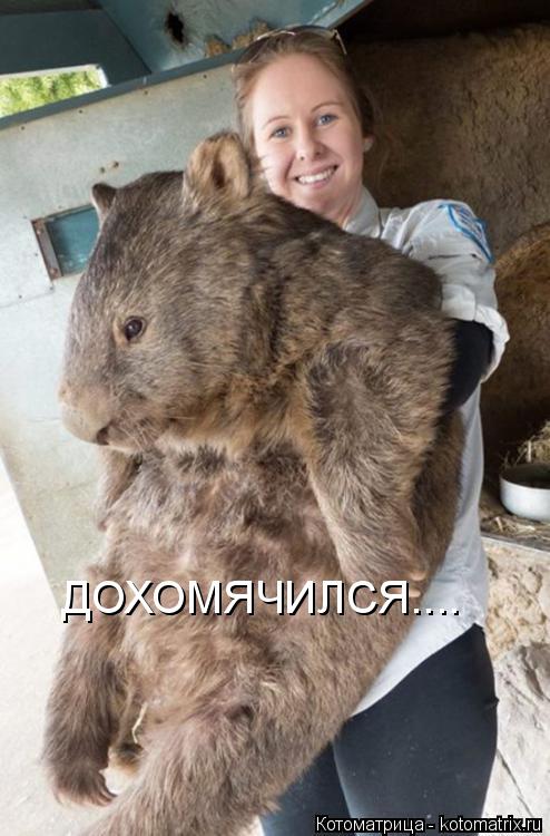 ДОХОМЯЧИЛСЯ....... Котоматрица: ДОХОМЯЧИЛСЯ....