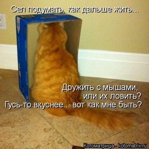 Котоматрица: Сел подумать, как дальше жить... Дружить с мышами,  или их ловить? Гусь-то вкуснее... вот как мне быть?