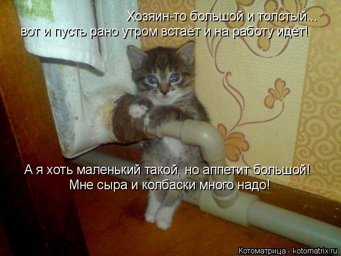Хозяин-то большой и толстый... вот и пусть рано утром встаёт и на работу идёт! А я хоть маленький так... Котоматрица: Хозяин-то большой и толстый... вот и пусть рано утром встаёт и на работу идёт! А я хоть маленький такой, но аппетит большой! Мне сыра и колбаск