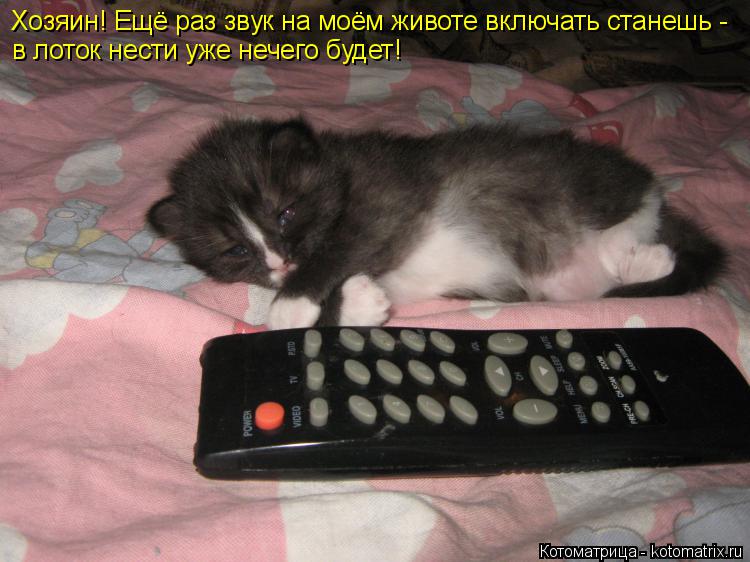 Хозяин! Ещё раз звук на моём животе включать станешь - в лоток нести уже нечего будет!... Котоматрица: Хозяин! Ещё раз звук на моём животе включать станешь - в лоток нести уже нечего будет!