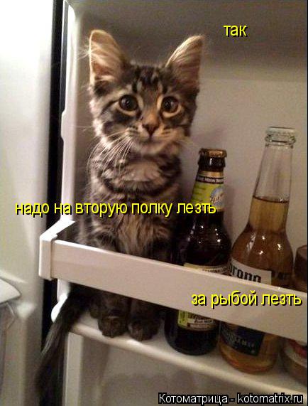 так надо на вторую полку лезть за рыбой лезть... Котоматрица: так надо на вторую полку лезть за рыбой лезть