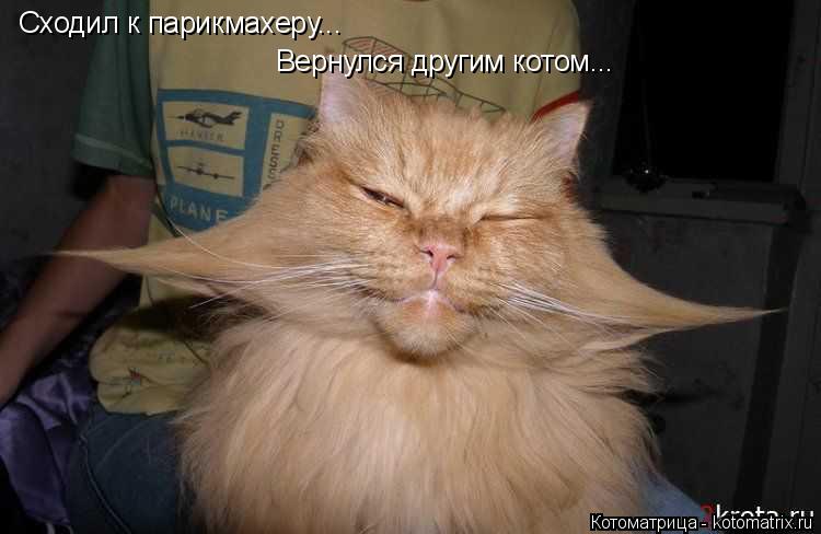 Сходил к парикмахеру... Вернулся другим котом...... Котоматрица: Сходил к парикмахеру... Вернулся другим котом...