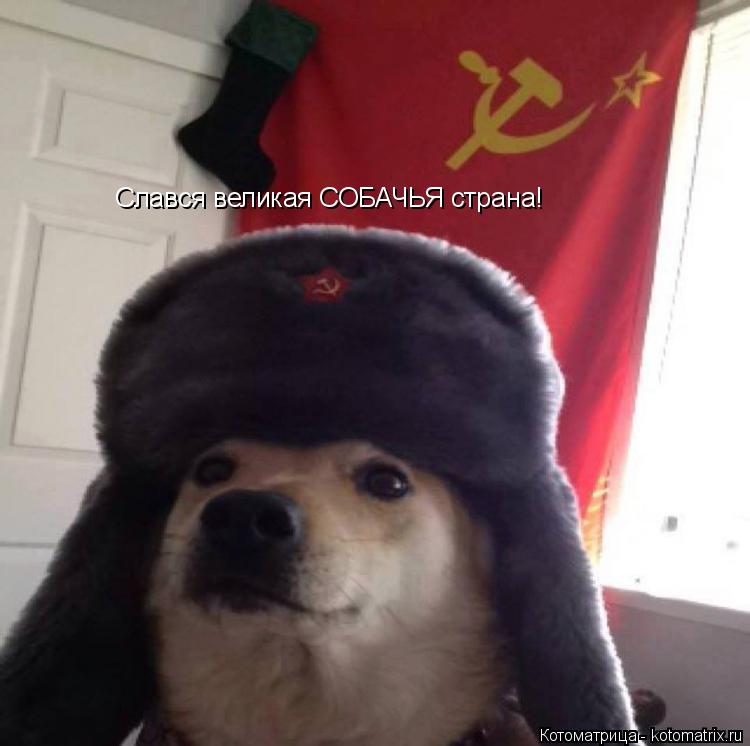 Слався великая СОБАЧЬЯ страна!... Котоматрица: Слався великая СОБАЧЬЯ страна!