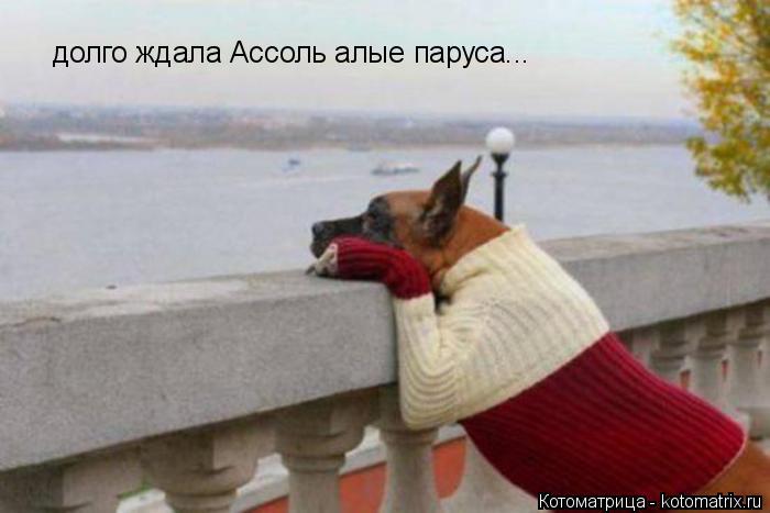 долго ждала Ассоль алые паруса...... Котоматрица: долго ждала Ассоль алые паруса...