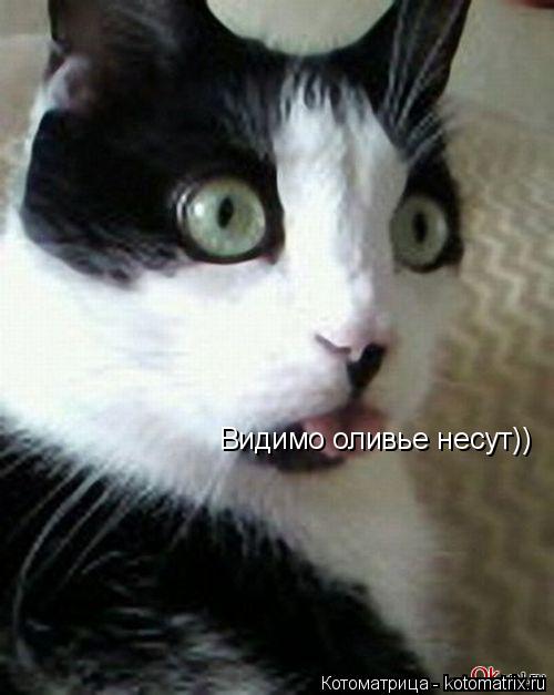 Видимо оливье несут))... Котоматрица: Видимо оливье несут))