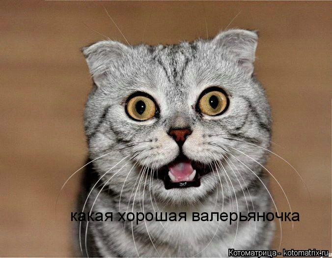 какая хорошая валерьяночка... Котоматрица: какая хорошая валерьяночка
