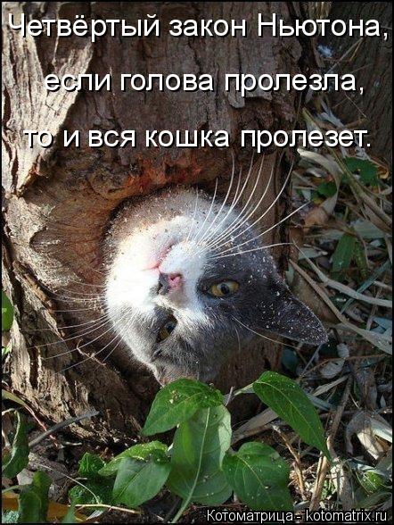 Котоматрица: Четвёртый закон Ньютона, если голова пролезла, то и вся кошка пролезет.
