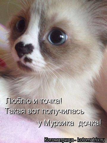 Люблю и точка! Такая вот получилась у Мурзика дочка!... Котоматрица: Люблю и точка! Такая вот получилась у Мурзика дочка!