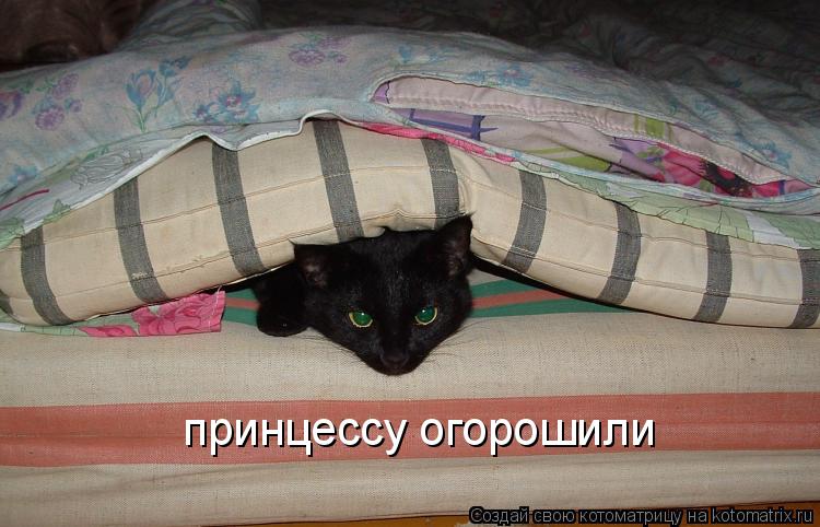 принцессу огорошили... Котоматрица: принцессу огорошили