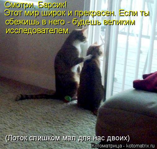 Смотри, Барсик! Этот мир широк и прекрасен. Если ты сбежишь в него - будешь великим исследователем.... Котоматрица: Смотри, Барсик! Этот мир широк и прекрасен. Если ты сбежишь в него - будешь великим исследователем. (Лоток слишком мал для нас двоих)